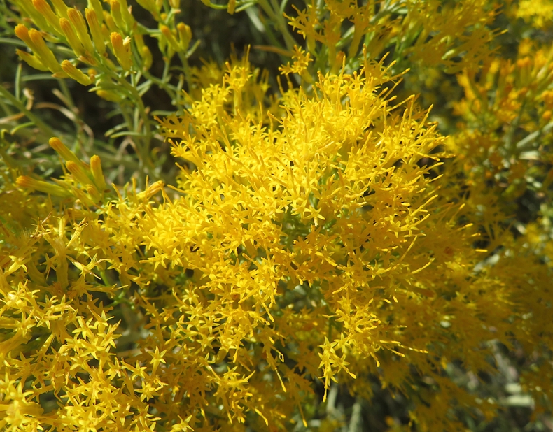 Small yellow flowers of rabbitbrush