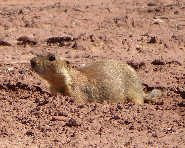 Another prairie dog