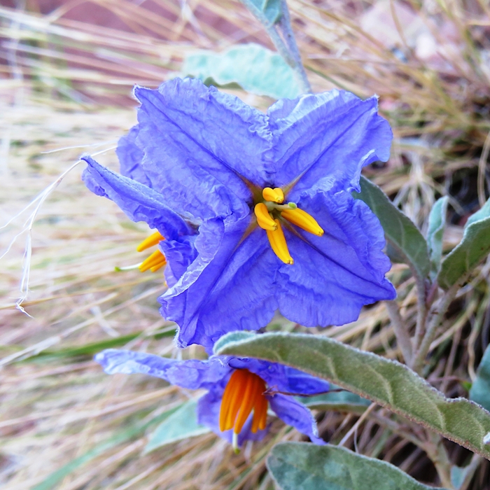 Purple silverleaf nightshade flower