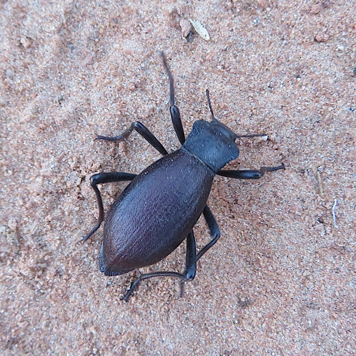 Darkling beetle