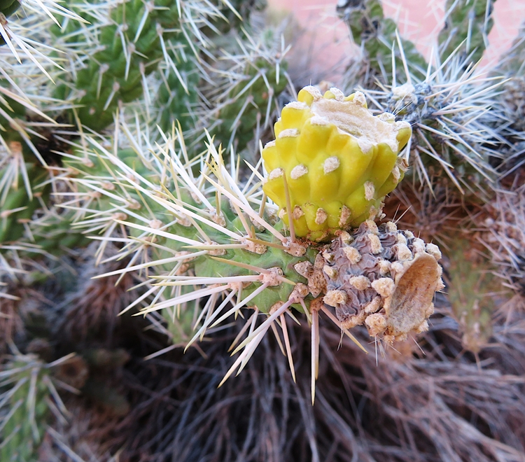 Yellow fruit on cholla cactus