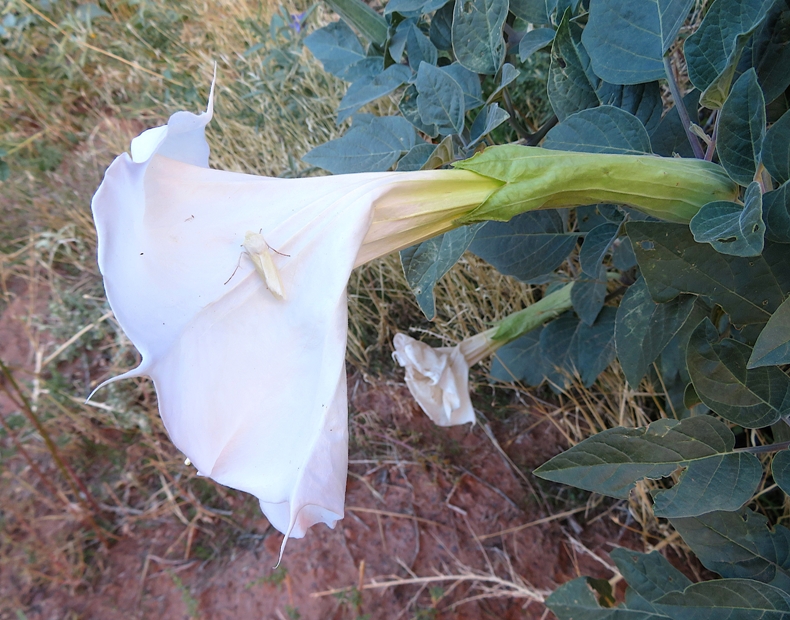 White moth on white datura flower