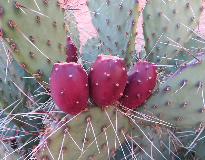 Three red prickly pears