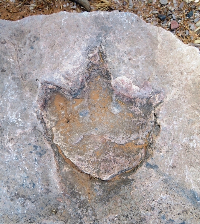 Dinosaur footprint