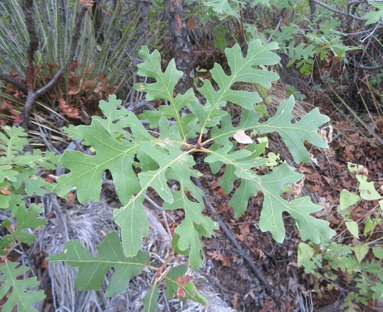 Gambel oak leaves