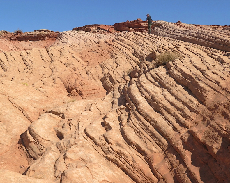Robin walking up layered rocks