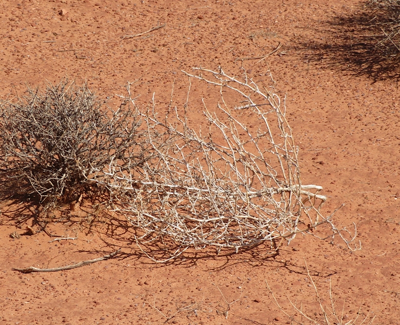 Small tumbleweed
