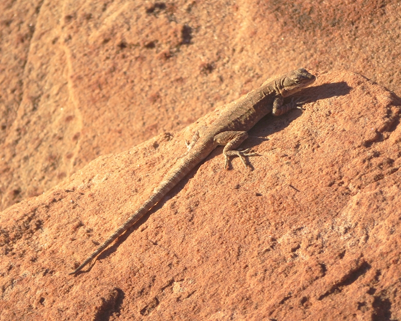 Tree lizard on rock