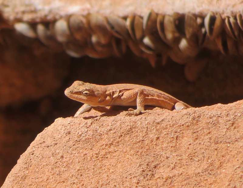 Spiny lizard on rock with clams behind
