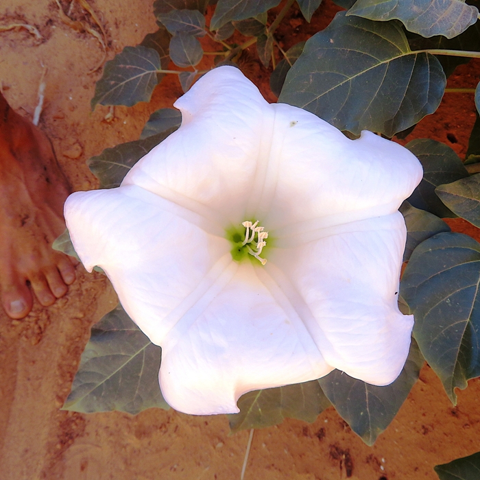 Datura flower