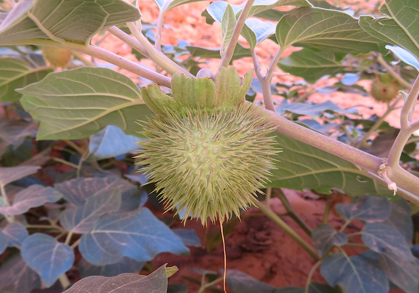 Spiny fruit from datura plant