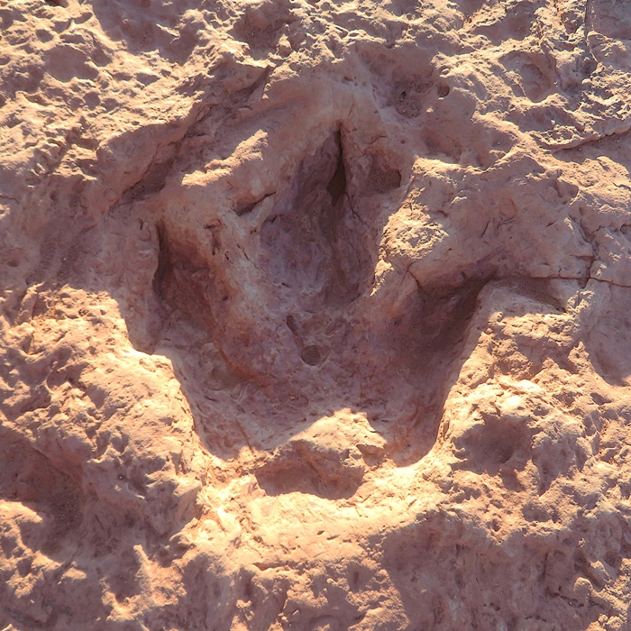 Footprint of some type of therapod