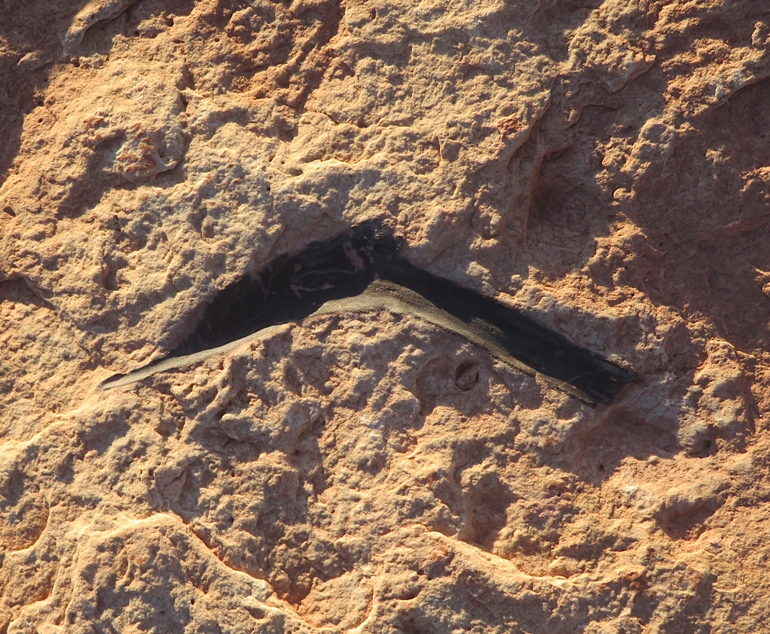 Indentation left by some sort of claw