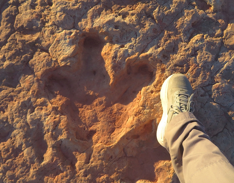 My foot next to a small dinosaur footprint