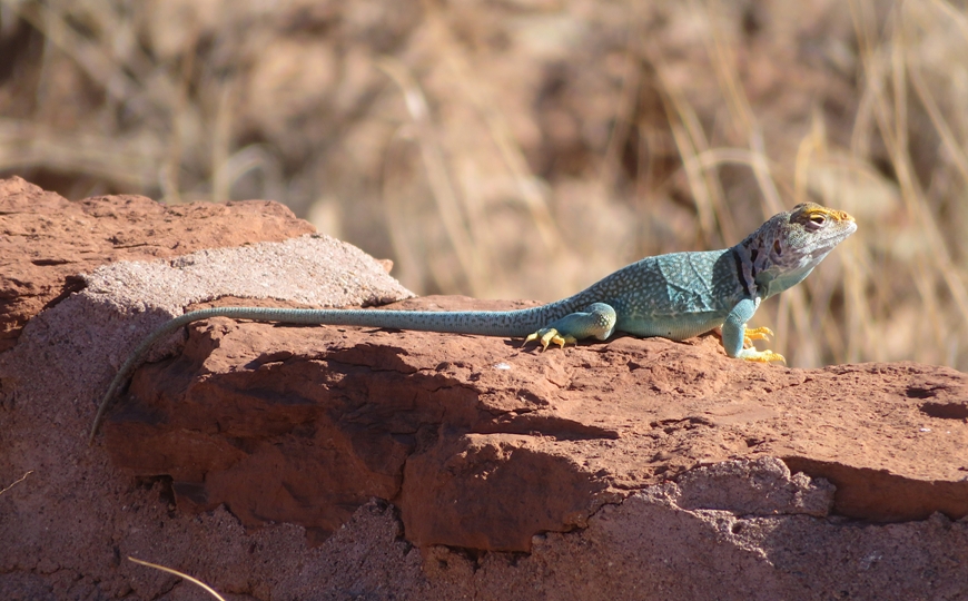 Blue-green lizard with a black collar marking