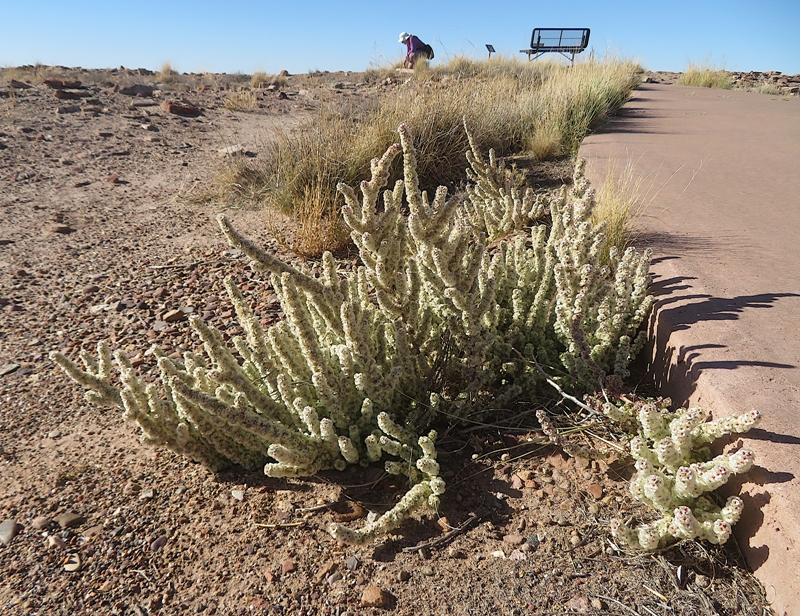 Saltlover plant with Norma behind