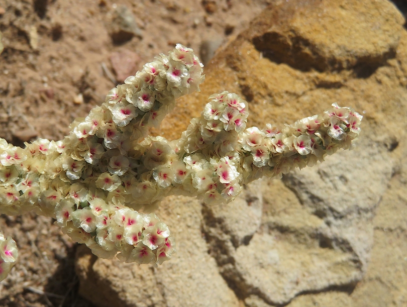 Close-up showing saltlover flowers
