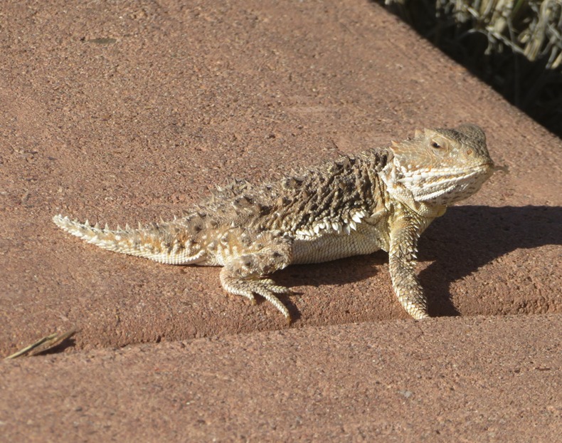 Stout, spiky lizard on the paved walkway