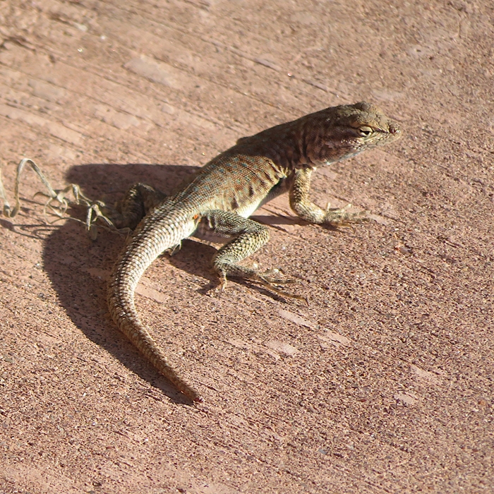 Very ordinary-looking lizard on paved walkway