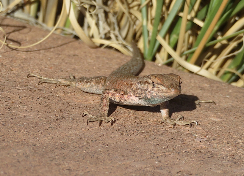 Front view of same lizard