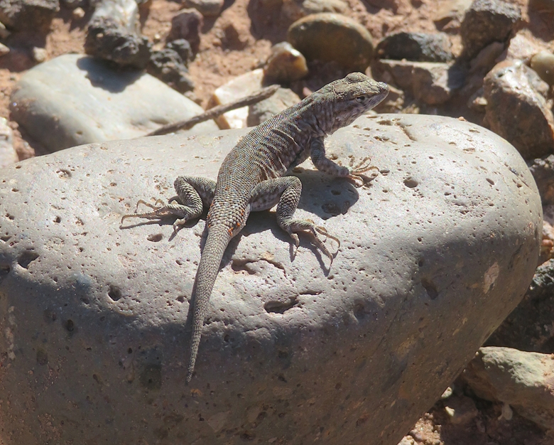 Size-blotched lizard on rock