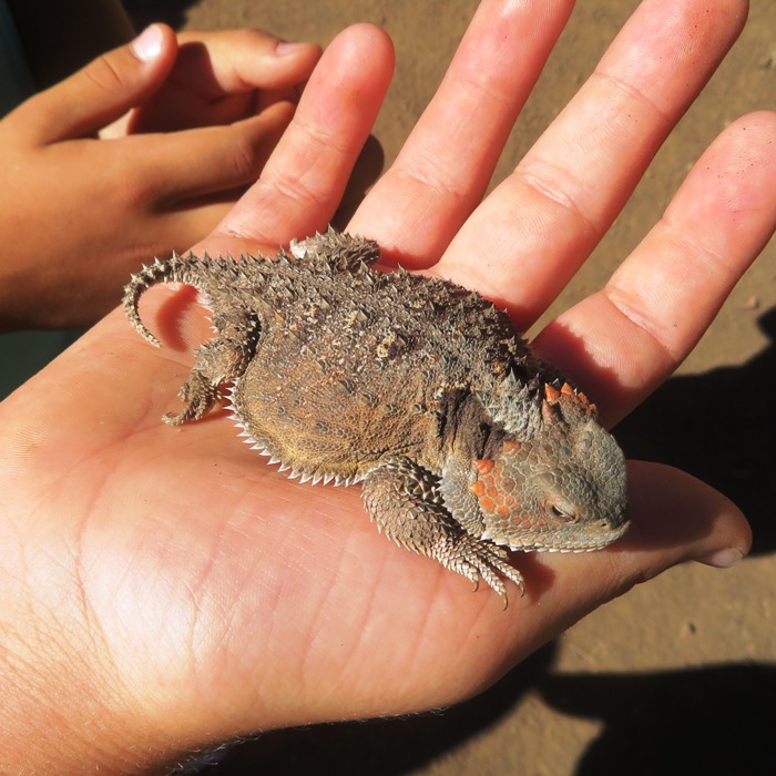 Horned toad lizard on boy's hand