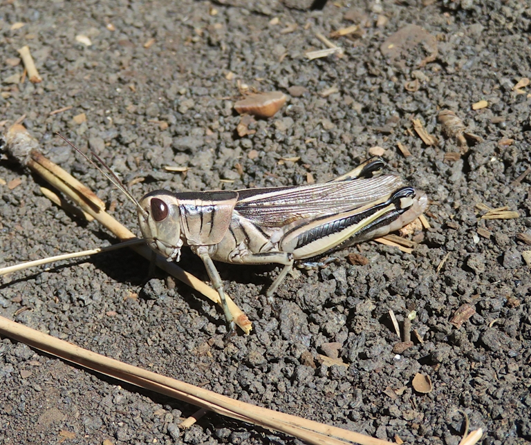 Two-striped grasshopper