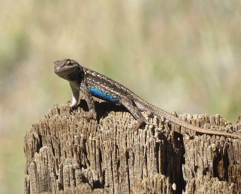 Western fence lizard on stump