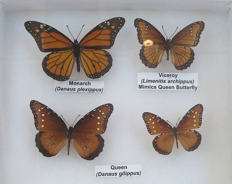 Four dead and mounted butterflies: monarch, viceroy, and queen