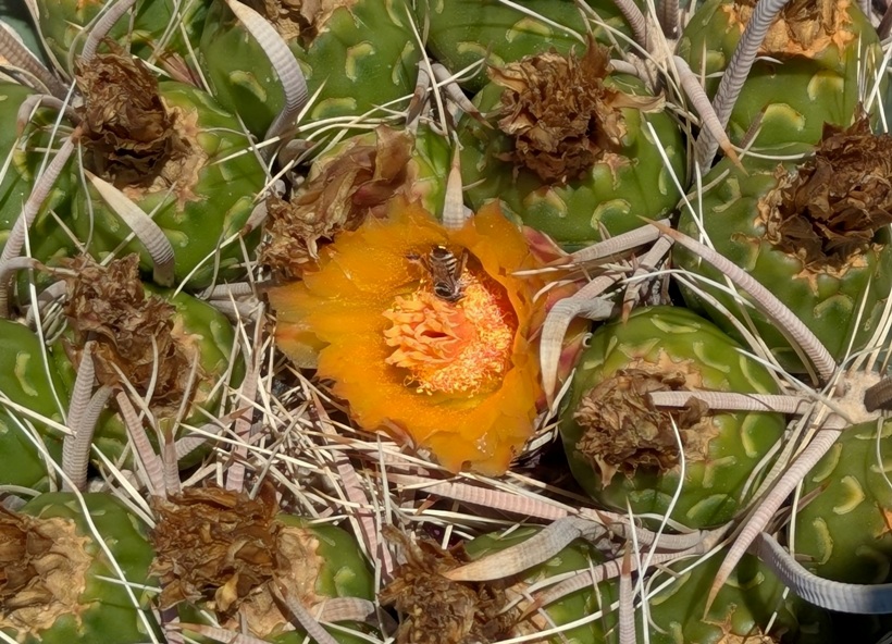 Flying insect pollinating orange flower