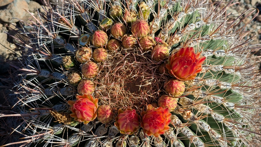 Close-up of top of barrel cactus