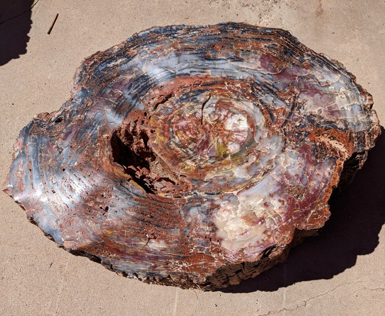 Cross-section of Arizona Rainbow petrified log