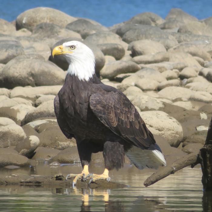 Close-up of bald eagle