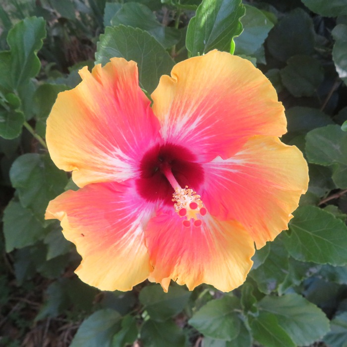 Multi-colored hibiscus