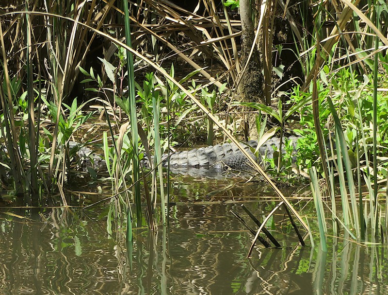 Alligator on shore