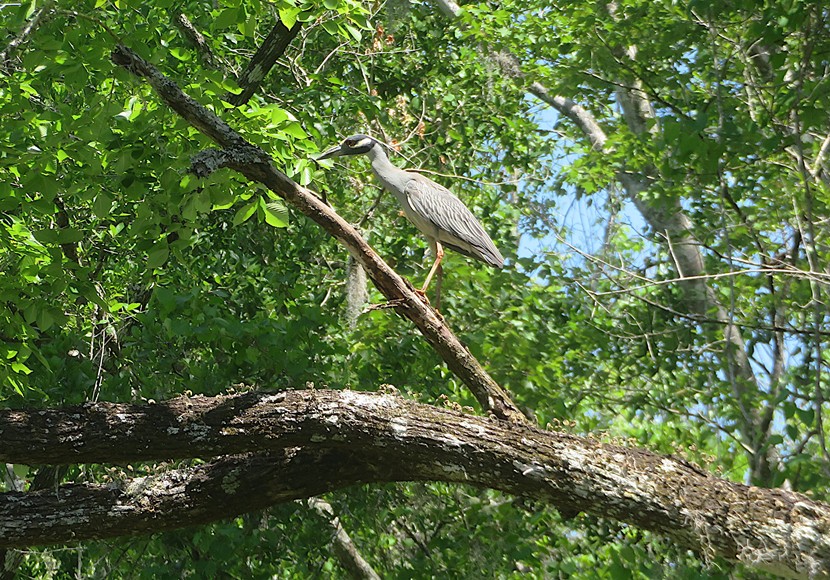 Yellow-crowned night heron in tree