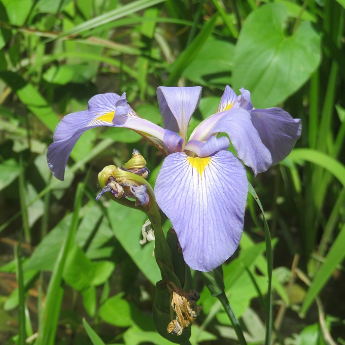 Purple iris