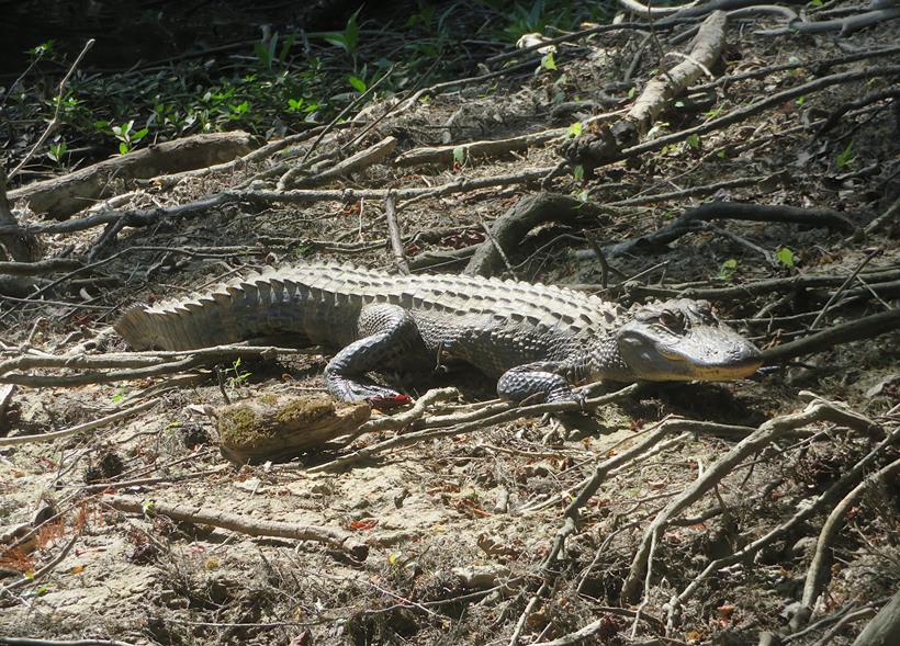 Alligator on the shore