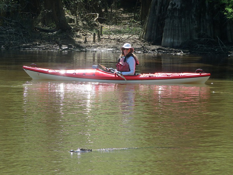 Alligator swimming in front of Lisa
