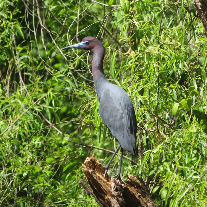 Little blue heron perched in tree