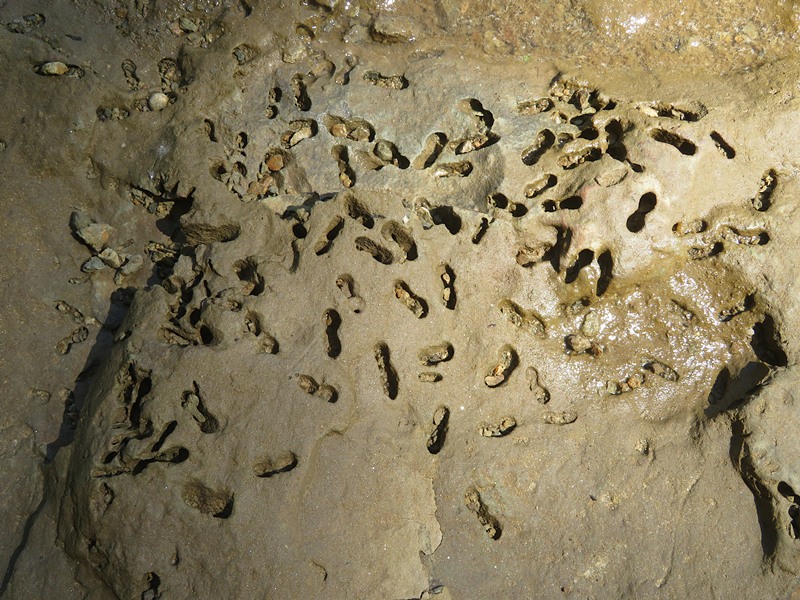 Possibly clam impressions in dirt