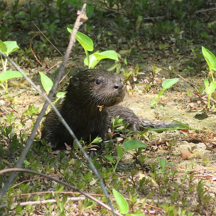 Baby river otter
