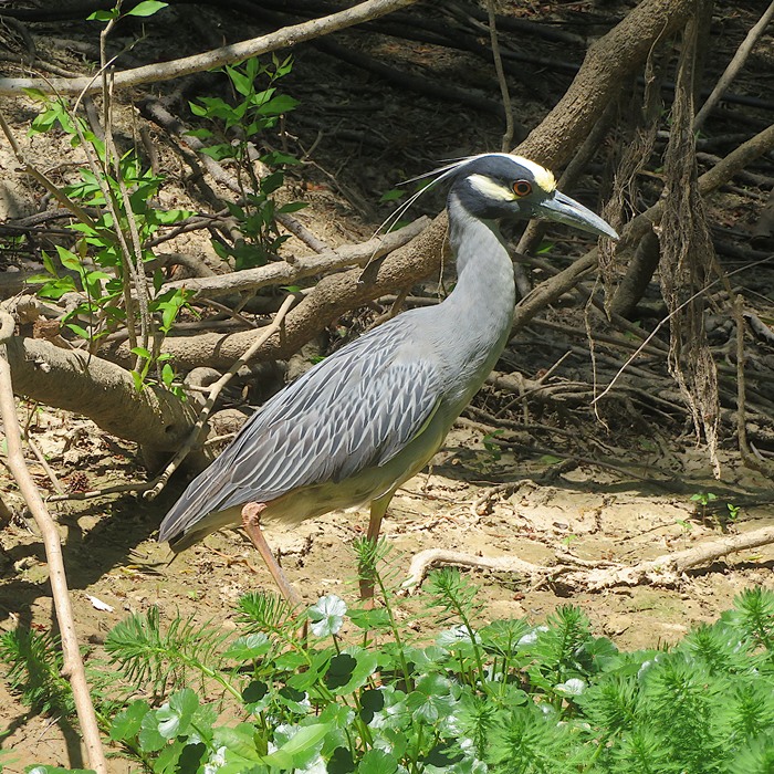 Yellow-crowned night heron