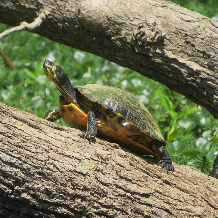 Turtle on log