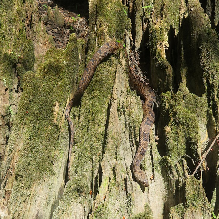 Full body view of northern water snake