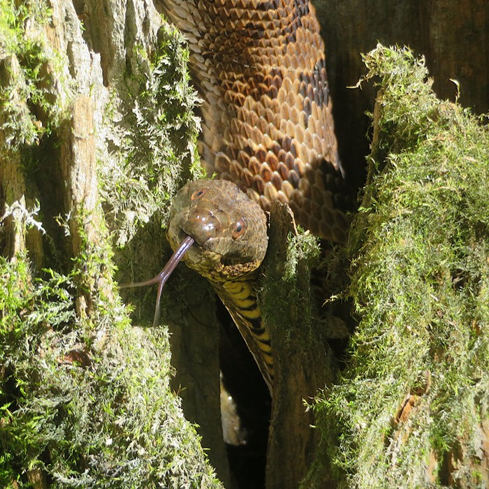 Head of northern water snake sticking out its tongue