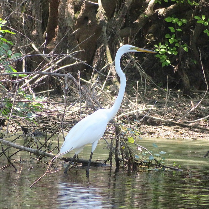 Great egret