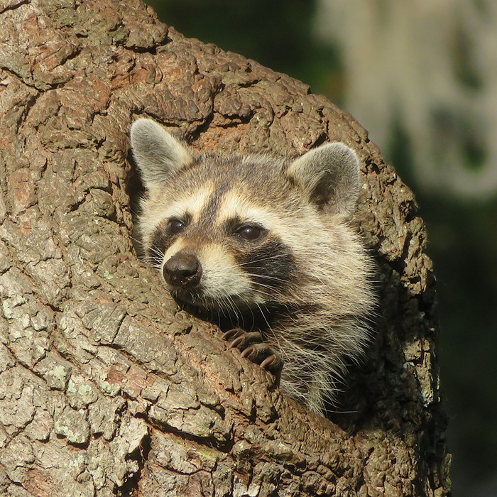 Raccoon in hole in tree