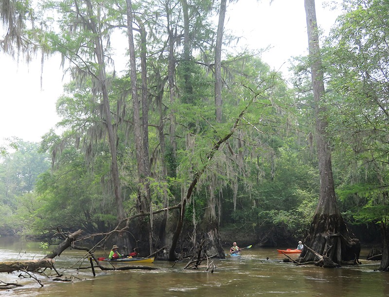 Kayaking among the cypress trees and Spanish moss