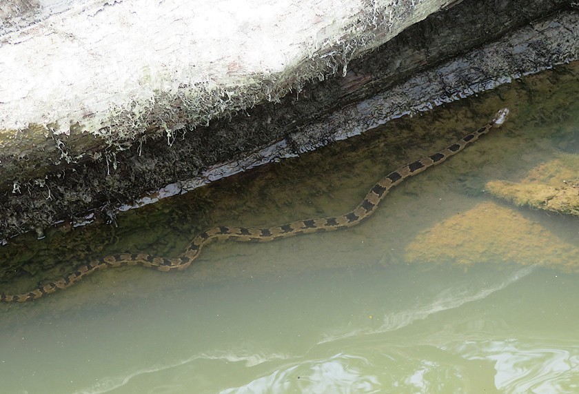 Overhead view of diamondback watersnake